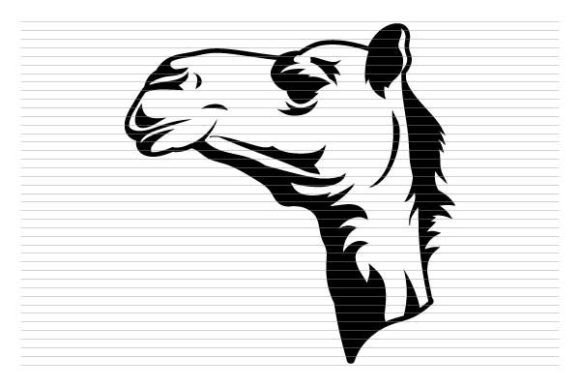 Camel Face Sahara Animal Wild: A Designer's Guide