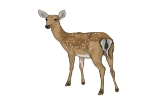Unlocking Nature's Elegance: The Versatile Power of Animal Illustrations